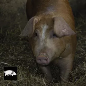 Cochon sur la paille
